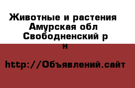  Животные и растения. Амурская обл.,Свободненский р-н